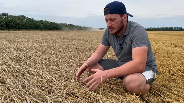 АгроВлог№7! Уборка урожая озимой пшеницы!Еланчик ставит рекорды! Таня самый стабильный сорт пшеницы смотреть онлайн
