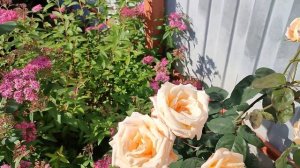 Роза Версилия в Подмосковье