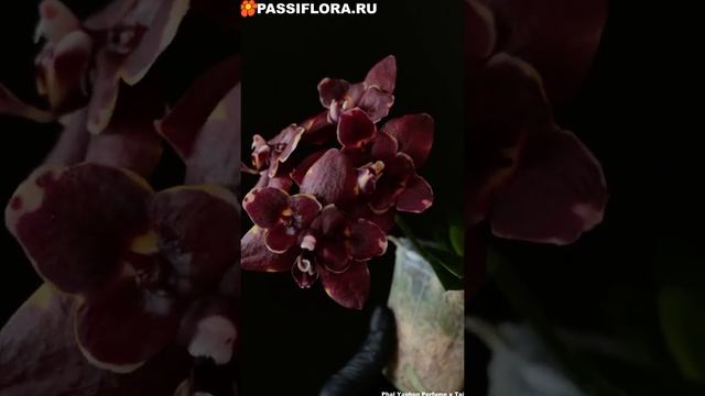 Yaphon Perfume x Taida Pearl смотреть онлайн