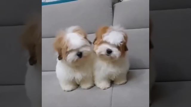 Видео С Милыми Детенышами Животных, Подборка, Самые Милые Моменты Из Жизни Животных Так Мило! №6 смотреть онлайн