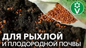 ПОСЕЙТЕ ЭТИ СИДЕРАТЫ В ТЕПЛИЦУ после томатов, перцев, огурцов!