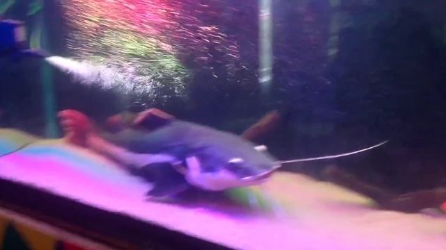 Краснохвостый сом 66 см) щуки и другие хищники смотреть онлайн