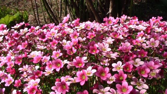 Different Corner of the Garden || First May Tour смотреть онлайн