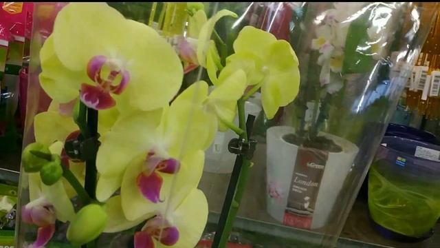 ВЫБИРАЕМ ОРХИДЕЮ В ПОДАРОК / ГРИНВИЛЛЬ НОВОСИБИРСК / В поисках желтой орхидеи смотреть онлайн