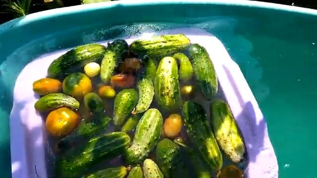 Комнатные цветы. Зачистка. Дача 28 августа 2022 года. смотреть онлайн