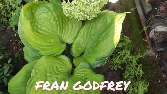 Хоста гигант Fran Godfrey в моем саду смотреть онлайн