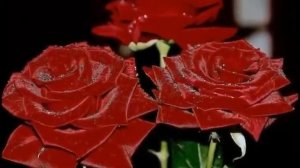 Розы для тебя