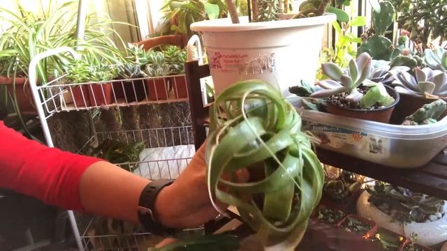 JuiceeArt: Tillandsia Xerographica смотреть онлайн