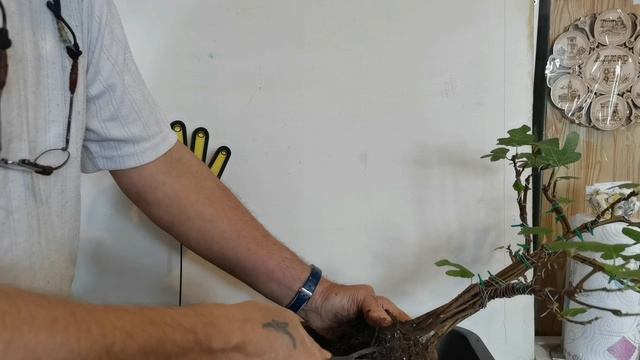 Как быстро создать бонсай из Инжира?