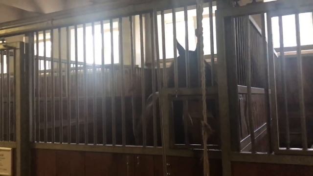 Дача вечер у камина / ипподром в Горках 10 смотреть онлайн