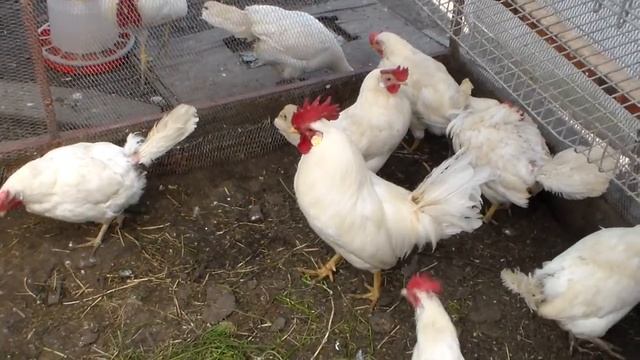 Замена петухов 13 05 21 смотреть онлайн