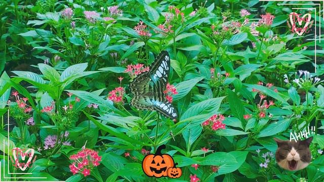 Cute Animal Sounds In Peaceful: Koala, Tiger, Moose, Albatross, Ostrich | Animals Videos смотреть онлайн