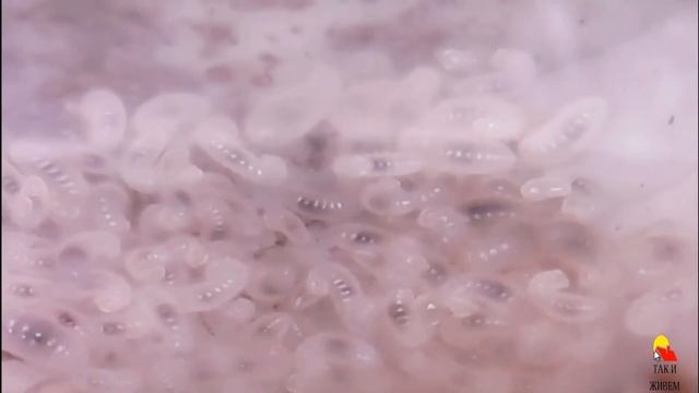 Земляной формикарий. Черный садовый муравей. смотреть онлайн