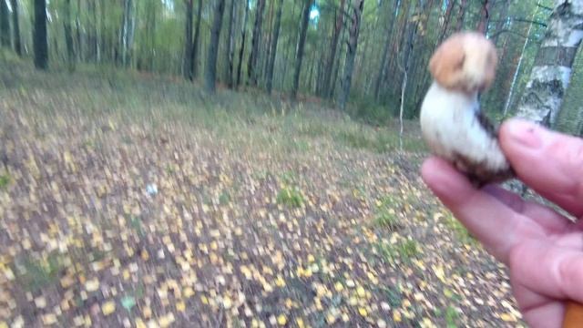 Грибы в субботу. смотреть онлайн