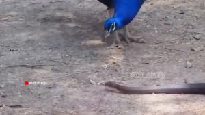 ПОЧЕМУ АЛЛАХ ИЗГНАЛ ИЗ РАЯ ЗМЕЮ И ПАВЛИНА?