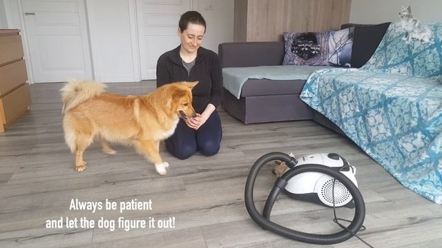 THE VACUUM CLEANER COURAGE GAME - Icelandic Sheepdog Sara (Enrichment Games) смотреть онлайн