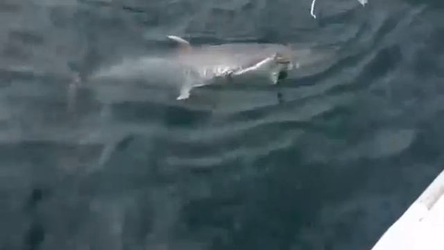 Deep Sea King fish Hunters смотреть онлайн