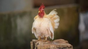 К чему снится петух | Петухи во сне толкование | Значение сна про петухов: СОННИК