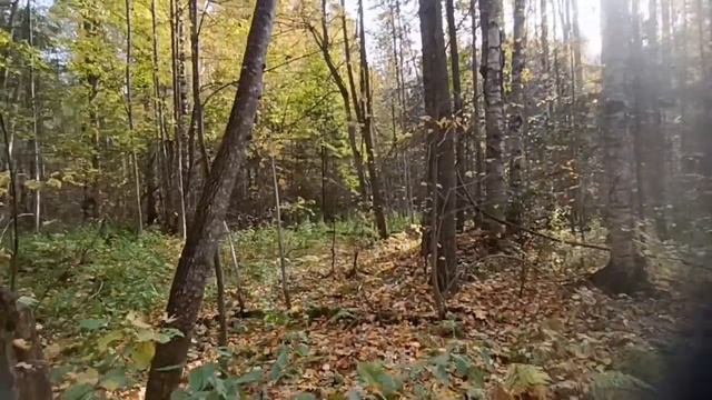Осенний соло-выезд в лес. День 2. Видео для канала t.me/forestMin смотреть онлайн