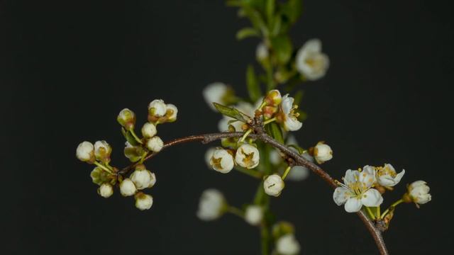 Спокойная музыка для настроения, начало жизни. calm music for mood, relax music, beginning of life смотреть онлайн