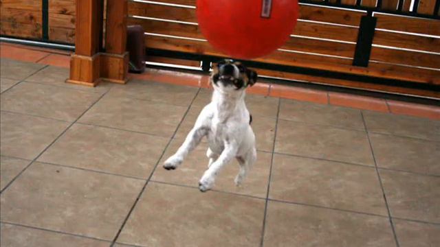 jack russell futbolistas.wmv смотреть онлайн