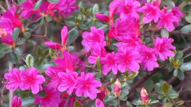 Azalea Rhododendron Amoenum - www.GuiaJardines.com смотреть онлайн