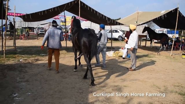 Black Marwari Horse At Jagraon Mandi Punjab
