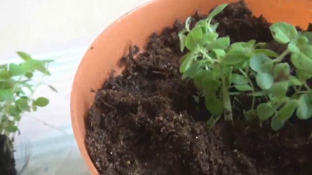 КАК САЖАЮ ЛЬВИНЫЙ ЗЕВ//+ САД смотреть онлайн