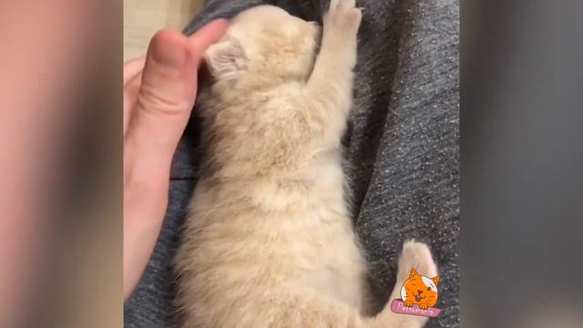Милые маленькие питомцы #41 Cute little animals смотреть онлайн