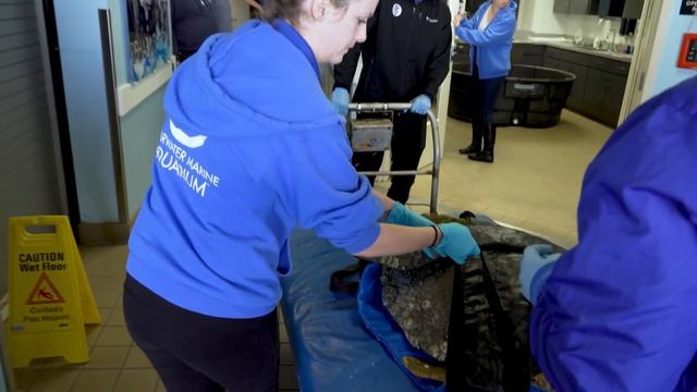 200-Pound Sea Turtle Rescued - Kirby the Loggerhead смотреть онлайн