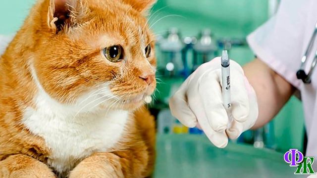 Свекровь отнесла кошку к ветеринарам и усыпила. пока хозяева были на отдыхе смотреть онлайн