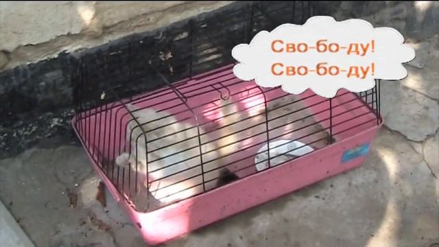 В клетке смотреть онлайн