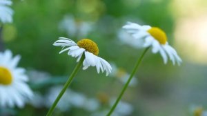 Самые красивые цветы со всего мира под классную музыку.