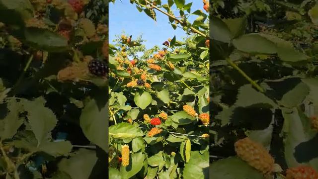 Натчес первые спелые ягодки на 20.06.2022 год. смотреть онлайн