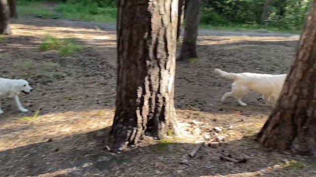 Золотистый ретривер Злата и Жозефина смотреть онлайн