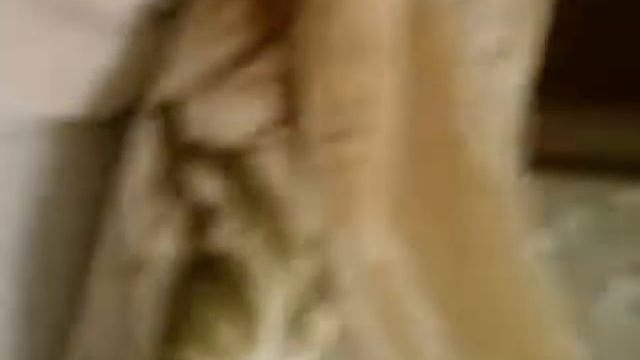 Крыса на диване смотреть онлайн