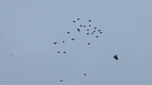 голуби летят над нашей зоной