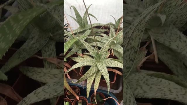Алоэ цветёт и дало семена. Алоэ Дорана Блека (Aloe rauhii cv. Doran Black) смотреть онлайн