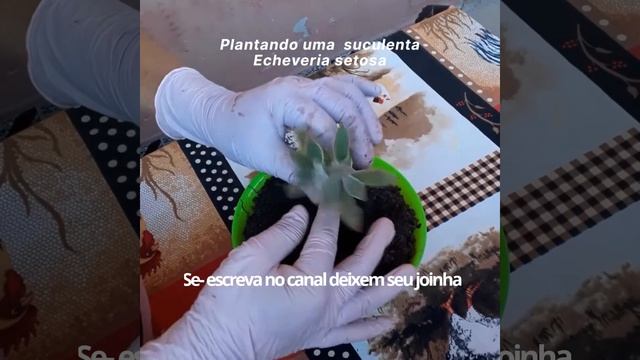 Plantando uma suculenta Echeveria setosa смотреть онлайн