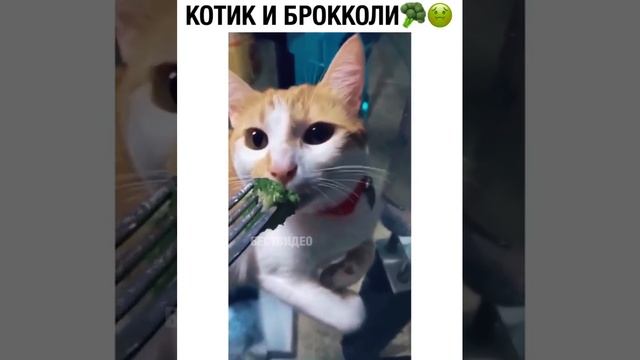 video_4@31-08-2020_16-18-13.mp4 смотреть онлайн