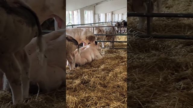 БЕЛЬГИЙСКАЯ БЕЛО ГОЛУБАЯ ПОРОДА смотреть онлайн