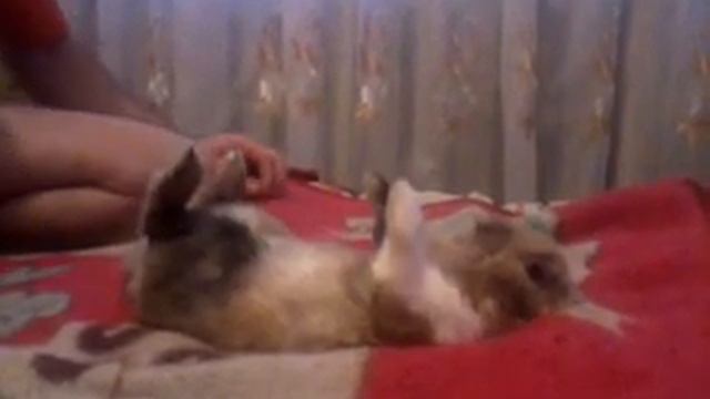 Прикол ушастый на спине смотреть онлайн