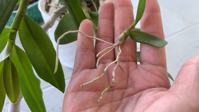 EASY REPOT - DENDROBIUM NESTER | New White Plastic Pots | GIVEAWAY for Philippine Based Subscribers смотреть онлайн