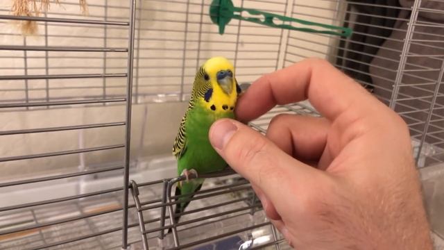 Kiwi The Budgie Loves Neck Scratches