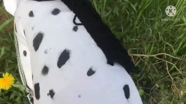 Прогулка с хорсом Ларой??//Хоббихорсинг