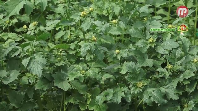 Во саду ли, в огороде 26.06.2020 смотреть онлайн