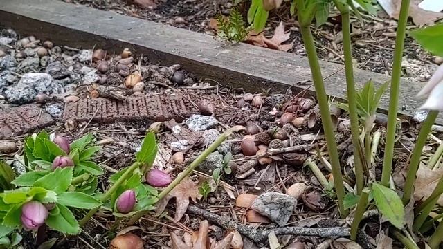 Helleborus Orientalis
