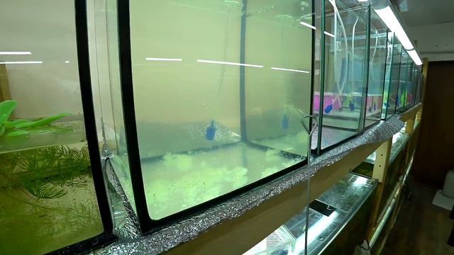 Красный барбус на нерест. Больше не спрашивайте где слон смотреть онлайн