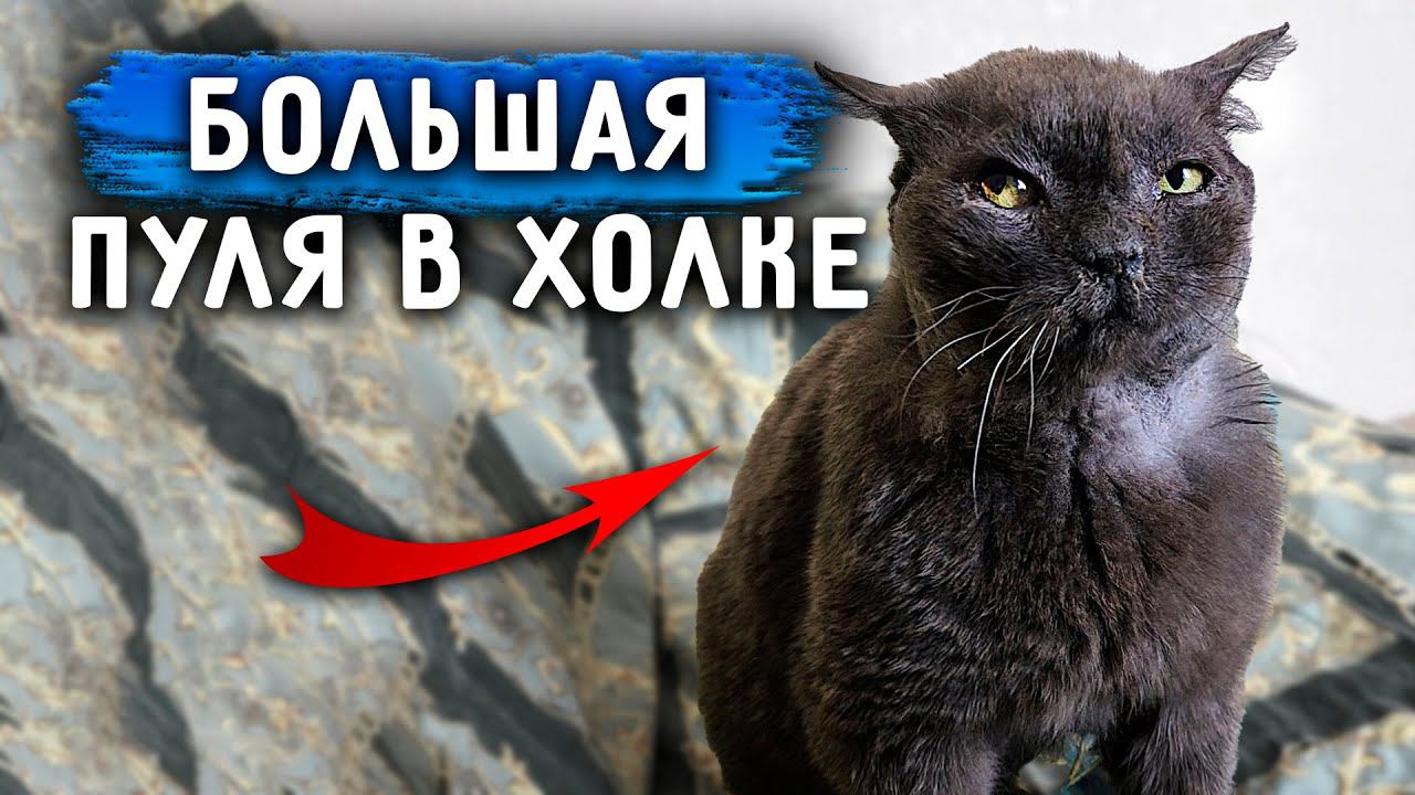 У Кокосика Пуля в холке. Ричи не приходит в себя после операции. Затягивается рана Томаса. смотреть онлайн