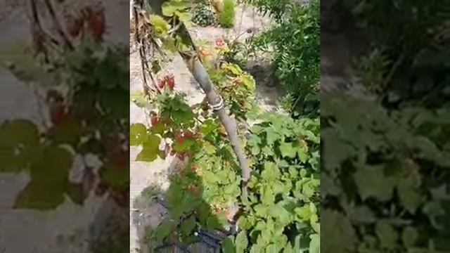 Сават Ежевика и Малина смотреть онлайн
